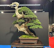 K.Ptakausko bonsai menas