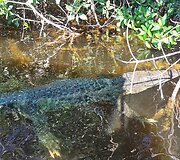 Aistės Meksika: tarp Karibų bangų, džiunglių, senovinių piramidžių ir &scaron;iltų &scaron;ypsenų