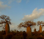 Madagaskaras. Paslaptinga sala i&scaron; jūsų vaikystės knygų