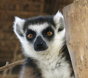 Madagaskaras. Paslaptinga sala i&scaron; jūsų vaikystės knygų