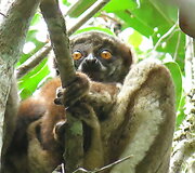 Madagaskaras. Paslaptinga sala i&scaron; jūsų vaikystės knygų