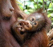 Indonezijos salos