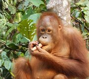 Indonezijos salos
