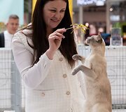 Puikios žinios gyvūnų mylėtojams: &scaron;į savaitgalį &bdquo;Vilnius Outlet&ldquo; vėl &scaron;urmuliuos Tarptautinė Kačių paroda 