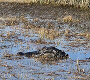 Trys JAV pietų veidai: Naujasis Orleanas, Savana ir Majamis