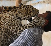 Leopardas bando įkasti prižiūrėtojui.