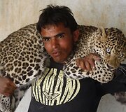 Leopardas guli ant prižiūrėtojo pečių.