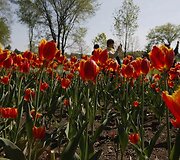 Kanados tulpių festivalis