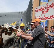 Karvė dalyvauja proteste.