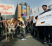 Protesto akcija su tikra karve.