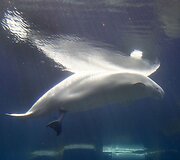 Kadras i&scaron; gimdymo