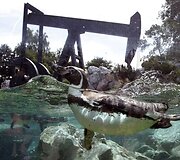 Pingvinai prie naftos gręžinio