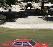 Raganosis stovi netoli vandenyje eančio automobilio.