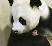 1 dienos panda