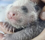 13 dienų panda