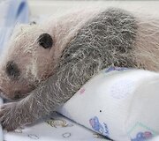 13 dienų panda