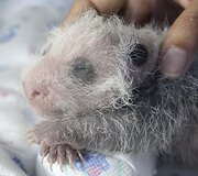 13 dienų panda
