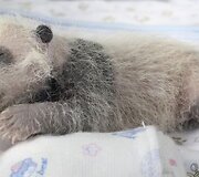 13 dienų panda