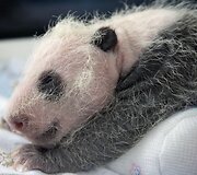 16 dienų panda
