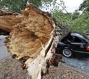 Ant automobilio užvirtęs medis