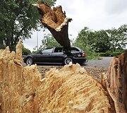 Ant automobilio užvirtęs medis