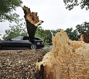 Ant automobilio užvirtęs medis