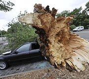 Ant automobilio užvirtęs medis
