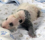 16 dienų panda