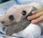 16 dienų panda