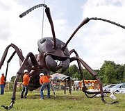 Raudonoji skruzdė