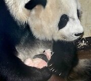 20 dienų panda