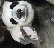 21 dienų panda