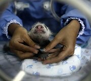 22 dienų panda