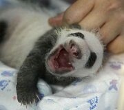 22 dienų panda