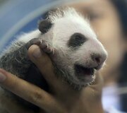 22 dienų panda