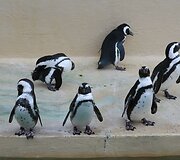 Pingvinai laukia