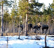 Pavasaris Norvegijos kalnuose