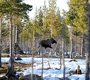 Pavasaris Norvegijos kalnuose