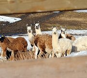 Lamos Norvegijos kalnuose