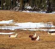 Lamos Norvegijos kalnuose