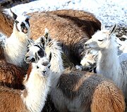 Lamos Norvegijos kalnuose