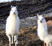 Lamos Norvegijos kalnuose