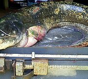 &Scaron;amas, sugautas Neries ir Nemuno santakoje