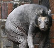 Netekusi kailio me&scaron;ka Dolores