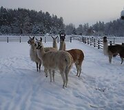 Sodyba &bdquo;Rak&scaron;i&ldquo;