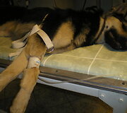 Į veterinarijos kliniką atvežto J&uuml;rio būklė buvo kriti&scaron;ka.