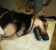Į veterinarijos kliniką atvežto J&uuml;rio būklė buvo kriti&scaron;ka.