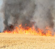 Degantis rugių laukas