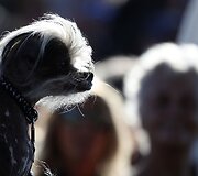 Bjauriausio pasaulio &scaron;uns rinkimai