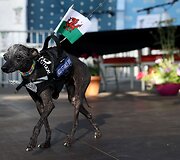 Bjauriausio pasaulio &scaron;uns rinkimai